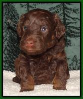 Shelby's pups 4 wks old 251