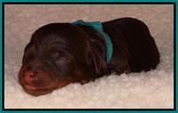 Shelby Armani newborn pups 121