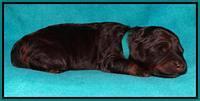 Shelby Armani pups 1 wk old 241