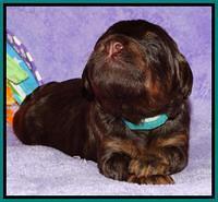 Shelby Armani pups 2 wks old 211