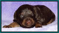Shelby Armani pups 2 wks old 221