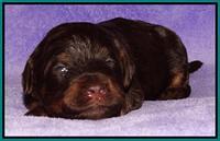 Shelby Armani pups 2 wks old 231
