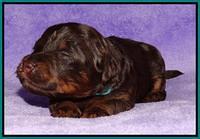 Shelby Armani pups 2 wks old 241