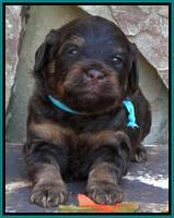 Shelby Armani pups 3 wks old 201