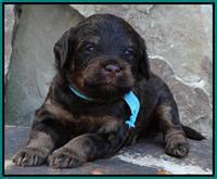 Shelby Armani pups 3 wks old 211