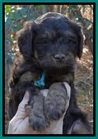 Shelby Armani pups 5 wks old 191