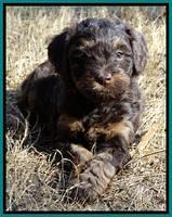 Shelby Armani pups 6 weeks old 291