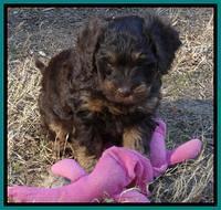 Shelby Armani pups 7 weeks old 321