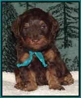 Shelby's pups 4 wks old 171