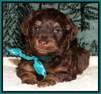 Shelby's pups 4 wks old 181