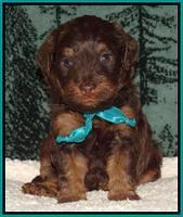 Shelby's pups 4 wks old 191
