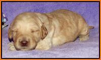 Shelby Armani pups 2 wks old 161