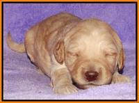 Shelby Armani pups 2 wks old 171