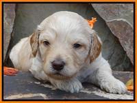 Shelby Armani pups 3 wks old 171