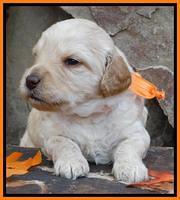 Shelby Armani pups 3 wks old 191