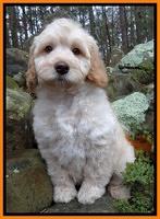 Shelby Armani pups 8 wks old6 10