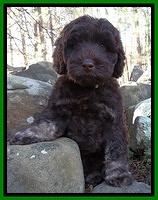 Pierson family: "Tully"