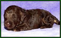 Shelby Armani pups 2 wks old 181
