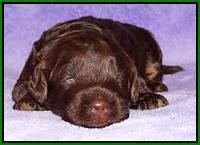 Shelby Armani pups 2 wks old 191