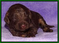 Shelby Armani pups 2 wks old 201