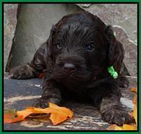 Shelby Armani pups 3 wks old 151