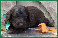 Shelby Armani pups 3 wks old 161