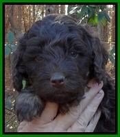 Shelby Armani pups 5 wks old 71
