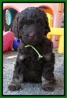 Shelby Armani pups 6 weeks old 351