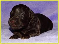 Shelby Armani pups 2 wks old 261