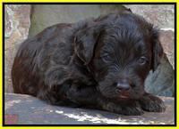 Shelby Armani pups 3 wks old 241