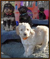 Shelby Armani pups 7 weeks old 11