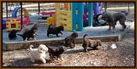 Shelby Armani pups 7 weeks old 41