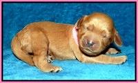 Macy Max pups 1 wk old 11