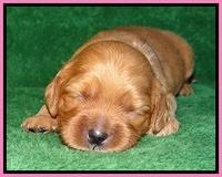 Macy Max pups 3 wks old 61