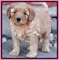 Macy Max pups 6 wks old 41