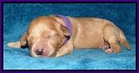 Macy Max pups 1 wk old 51