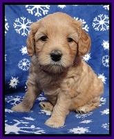 Macy Max pups 5wks old 51