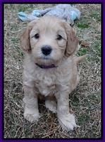 Macy Max pups 6 wks old 71