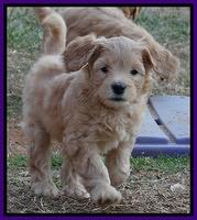 Macy Max pups 7 wks old 131