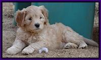 Macy Max pups 7 wks old 161