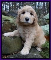 Macy Max pups 8 wks old 121