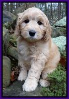 Macy Max pups 8 wks old 131