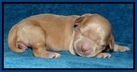 Macy Max pups 1 wk old 71