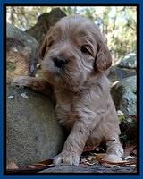 Macy Max pups 3 wks old 71