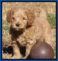 Macy Max pups 6 wks old 101