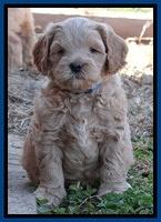 Macy Max pups 6 wks old 91