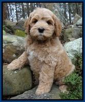 Macy Max pups 8 wks old 14100