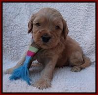 Macy Max pups 4 wks old 101