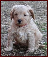 Macy Max pups 6 wks old 161