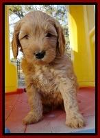 Macy Max pups 7 wks old 121